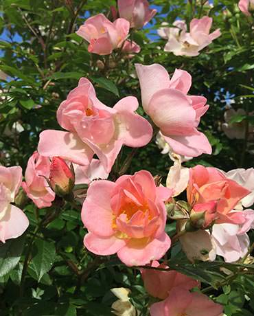 Rosenblüte im Garten der Naturheilpraxis Susanna Rieser